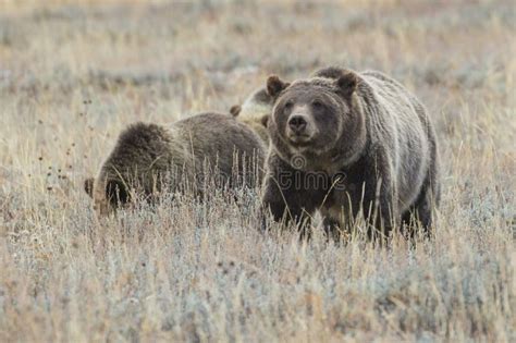 Orso Grizzly 399 Foraggiato Con I Cuccioli Immagine Stock Immagine Di