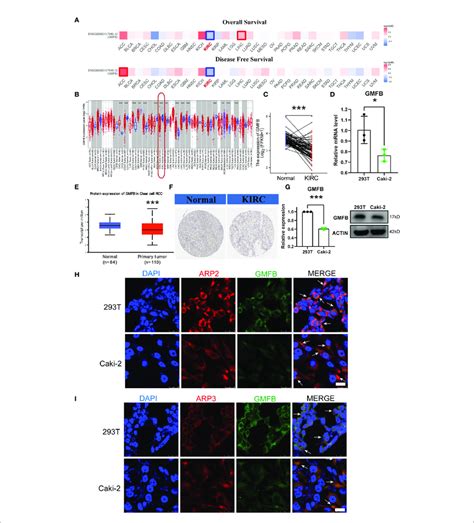 Survival Map And Differential Expression Of The MRNA And Protein