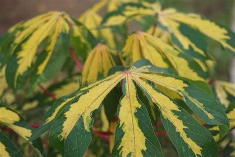 Unique Leaves Colors Of Manihot Esculenta Vaiegata Bitter Cassava Stock