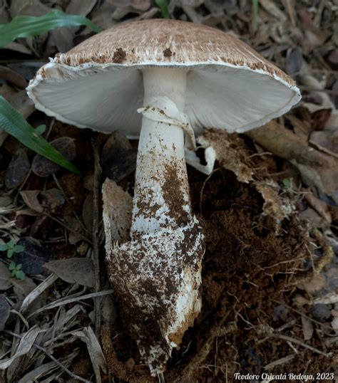 Field And Button Mushrooms From Yopal Casanare Colombia On April 22