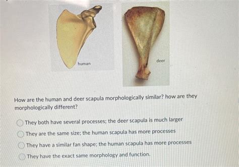 Solved How Are The Human And Deer Scapula Morphologically