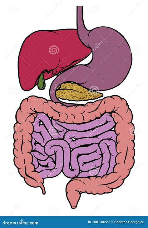 Diagrama Del Tracto Gastrointestinal Intestinal Intestinal Intestinal