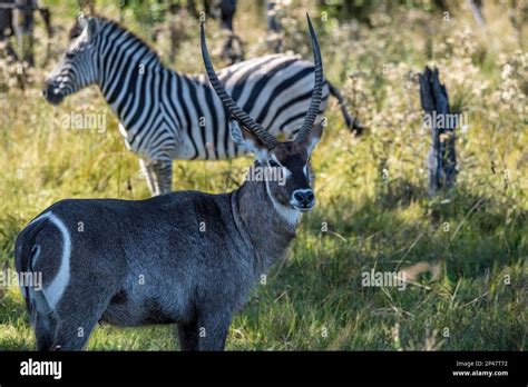 Africa Botswana Okavango Delta A Zebra And Waterbuck Stand In The