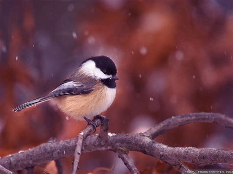 🔥 [50+] Widescreen Winter Bird Wallpapers | WallpaperSafari