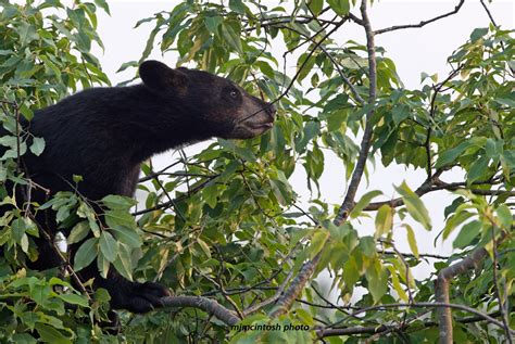 The Bear: A Species and its Place | Wise About Bears