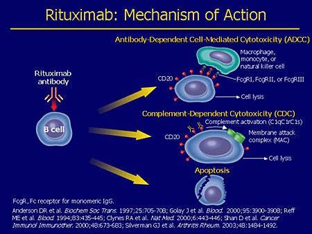 B Cell Targeted Therapies The Future Of Ra Targeted Management