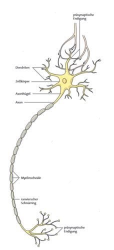 Biologie Nervenzellen Flashcards Quizlet