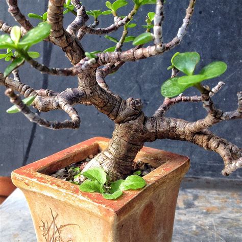 A Small Cascade Dwarf Jade Bonsai Adam S Art And Bonsai Blog