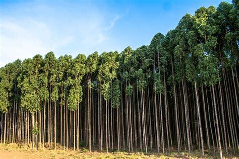 Dia Da Rvore E As Florestas Plantadas Love Paper Brasil