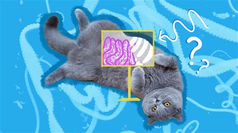 Tapeworms In Cats: Symptoms, Treatment And Prevention - DodoWell - The Dodo