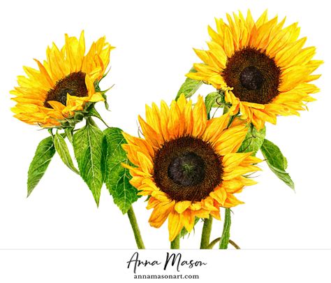 Sunflowers Anna Mason Art