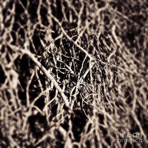 Naked Roots Photograph By Fei A Fine Art America