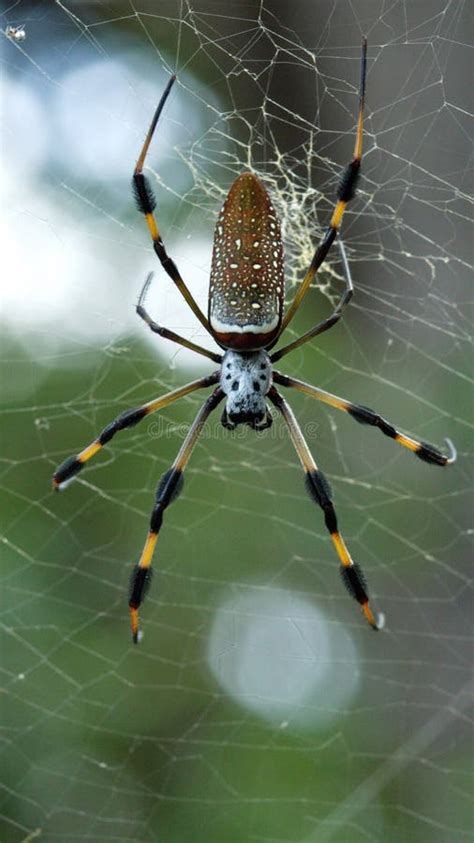 Golden Silk Spider in a Web Stock Photo - Image of area, spider: 192964290