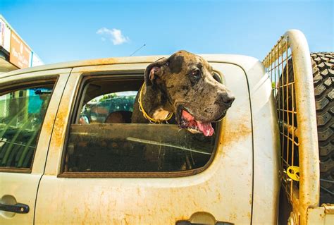 Cómo transportar a tu mascota en carro o SUV Los Coches