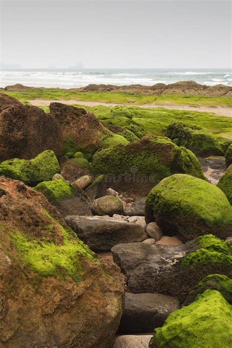 Beach With Rocks Covered With Green Algae Stock Photo Image Of Clouds