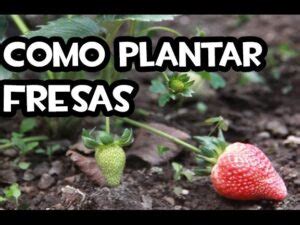 Guía completa Cómo plantar fresas en palets de forma sencilla y efectiva