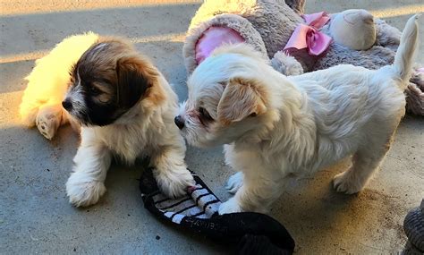 Maltese X Jack Russell Margaret River Petsforhomes