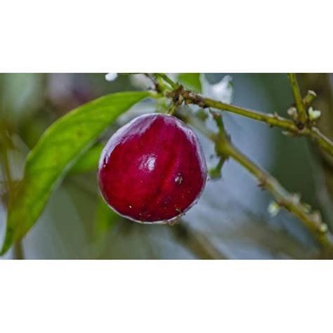 Jual Buah Mahkota Dewa Segar Berat Grm Shopee Indonesia