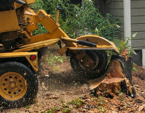 Stump Grinding And Removal Services Jims Trees Nz