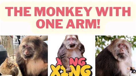 Who Is Xing Xing The Famous One Armed Monkey The Story Of Xing Xing