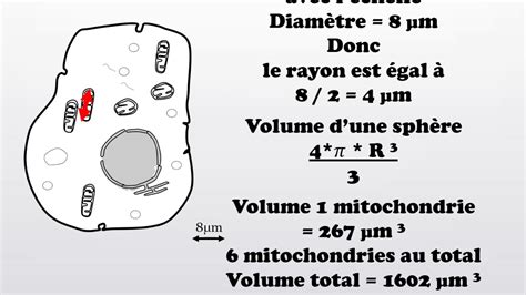 Exercice Calculer Les Volumes Dans Une Cellule Youtube