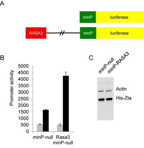 Zta Can Activate Gene Expression Through Binding Sites Associated With