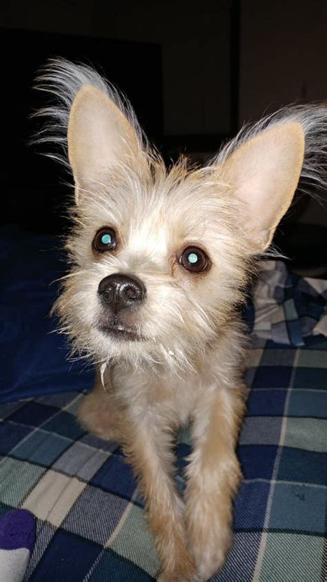 Chewie stock image. Image of puppy, cute, chewie, interested - 84632913