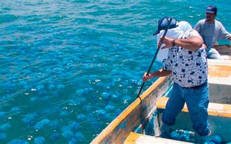 Estiman En Sonora Pesca De Mil Toneladas De Aguamala El Sol De