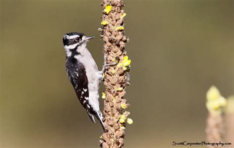 Unraveling The Role Of Woodpeckers Are They Primary Consumers Birds