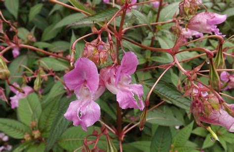 Himalayan Balsam