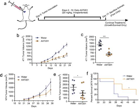 Axt201 Inhibits The Growth Of Nt4 And 4t1 Tumors In Mice A Schematic