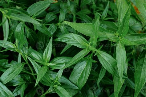 Thai Herbal Organic Plant Leaves 3316121 Stock Photo At Vecteezy