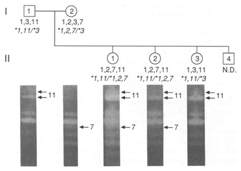 pedigree   family expressing amy  amy  amy  amy   amy