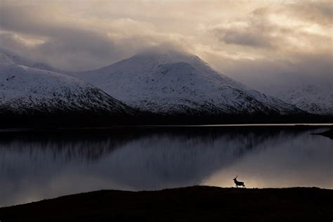 Heartbreaking fox image wins British Wildlife Photography Awards 2023 ...