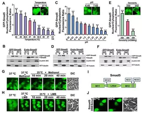 同济大学医学院章小清课题组在《cell Research》杂志发表创新研究论文 医学院