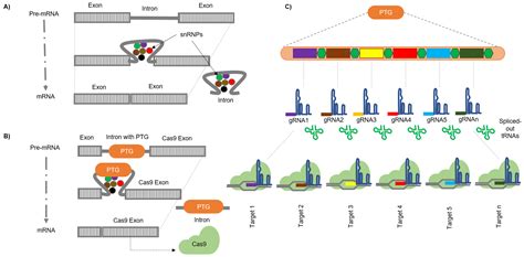 Cells Free Full Text Genome Editing In Plants Exploration Of