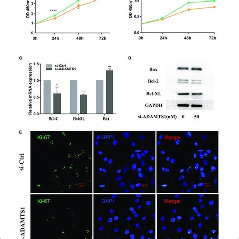 Down Regulation Of Adamts Inhibits Proliferation In Granulosa Cell