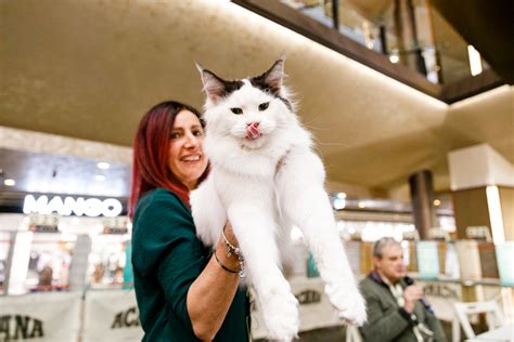 Vrei să vezi cele mai spectaculoase rase de pisici Vino în acest