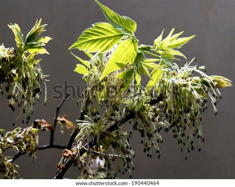 Box Elder Tree Flower Spring Stock Photo 190440464 | Shutterstock