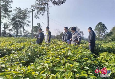 四川省林草种苗站到叙州区开展种苗质量抽查工作 中国网