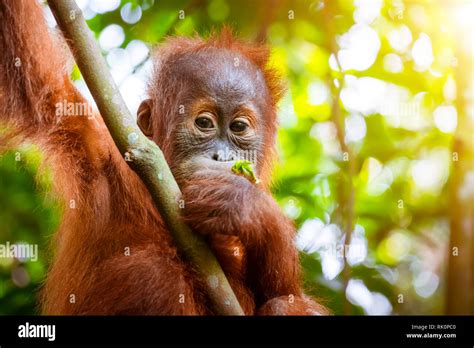 Animals In Wild Orangutan Cute Baby In Tropical Rainforest Relaxing On