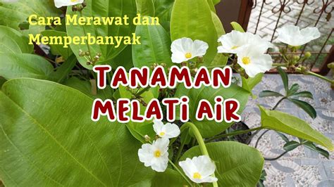 Cara Merawat Dan Memperbanyak Tanaman Melati Air Youtube