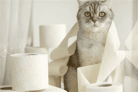 Why Do Cat Have Diarrhea? Common Causes & When It's Serious | 100% ...