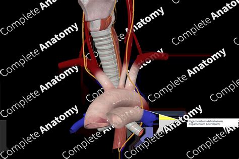 Ligamentum Arteriosum | Complete Anatomy