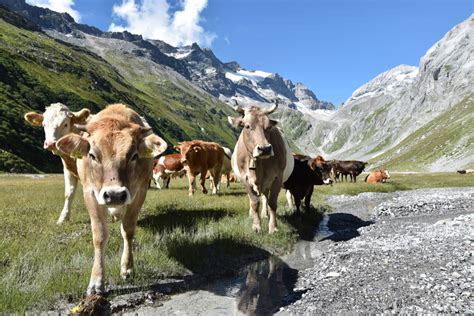 Animals - Swiss Farmers