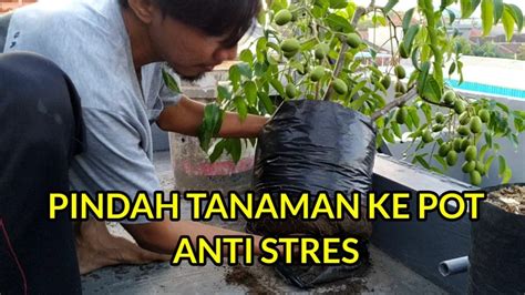 Cara Pindah Tanam Dari Polybag Ke Pot Agar Tanaman Tidak Stres