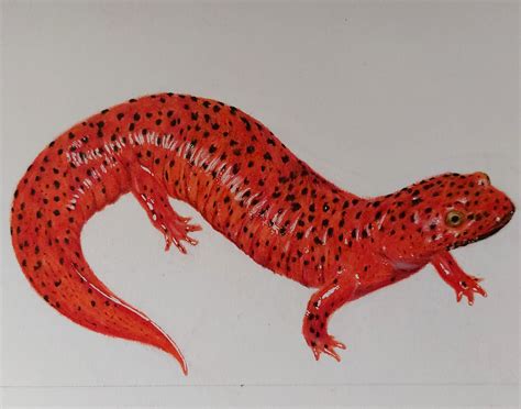Red salamander, Me, Colored pencils, 2021 : r/Art
