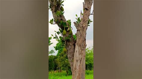 Jackfruit Tree Jackfruit कटहल का पेड़ कटहल Jackfruit