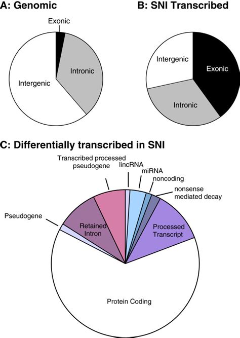 Direction And Nature Of Transcriptome Expression Alterations In The