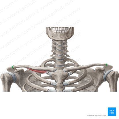 Articulación acromioclavicular (AAC): anatomía, función | Kenhub